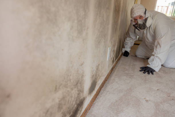 Environmental Consulting for Mold Prevention in Pittsburg, CA